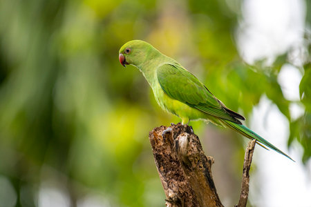 This photograph features a vibrant green Rose-ringed Parakeet perched on a weathered tree stumpの写真素材