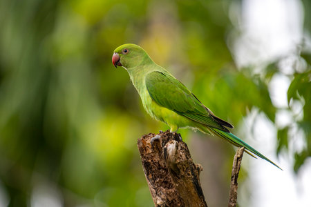 This photograph features a vibrant green Rose-ringed Parakeet perched on a weathered tree stumpの写真素材