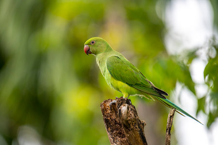 This photograph features a vibrant green Rose-ringed Parakeet perched on a weathered tree stump