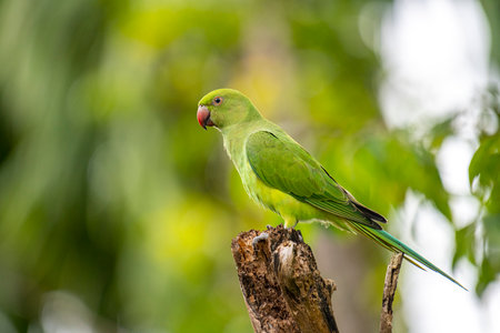 This photograph features a vibrant green Rose-ringed Parakeet perched on a weathered tree stumpの写真素材