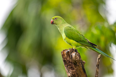 This photograph features a vibrant green Rose-ringed Parakeet perched on a weathered tree stumpの写真素材