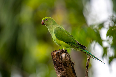 This photograph features a vibrant green Rose-ringed Parakeet perched on a weathered tree stumpの写真素材