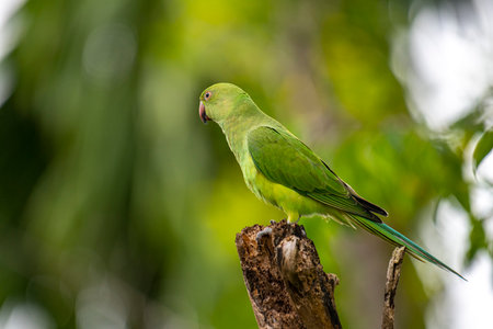 This photograph features a vibrant green Rose-ringed Parakeet perched on a weathered tree stump.の写真素材