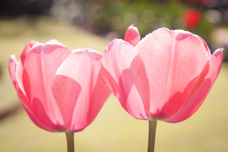 The tulipの写真素材