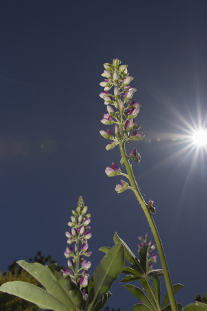 Flower1の写真素材