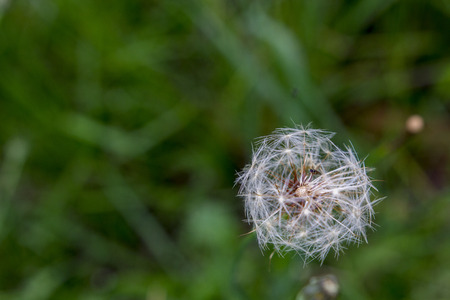 Flower1の写真素材
