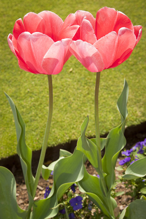 The tulip の写真素材