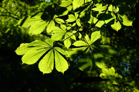 Light shining through Horse Chestnut leavesの写真素材