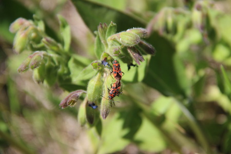 insects