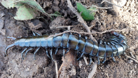 insects