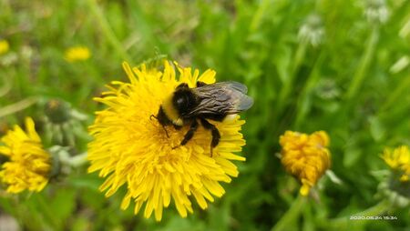 Bumblebee pollinates a dandelionの写真素材