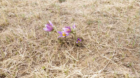 Purple snowdrops in the month of May in the Mongolian steppe