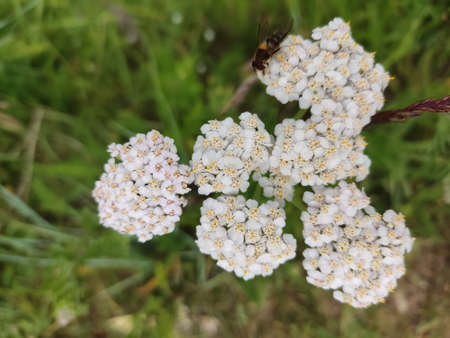 Wildflowers in the month of July on vacationの写真素材