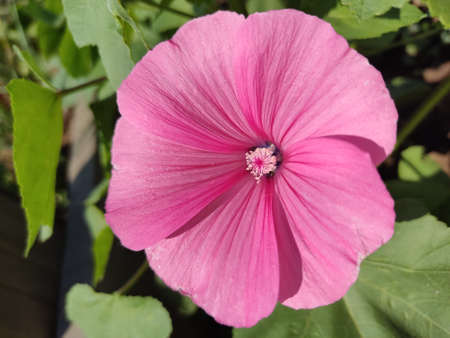 A flower in a forest clearing on vacation in the forestの写真素材