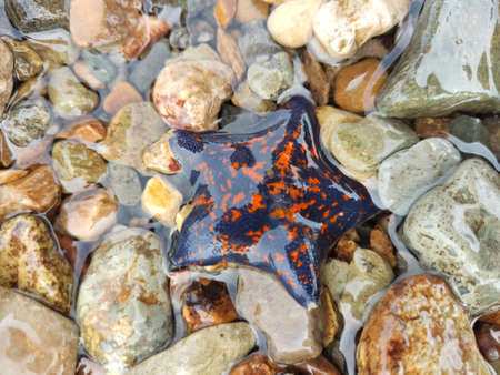Starfish in the Golden Bay photo on vacationの写真素材