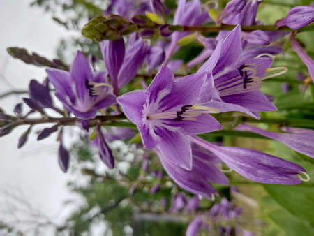 flowers in the garden in the month of July