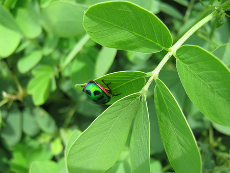 Green Nature...