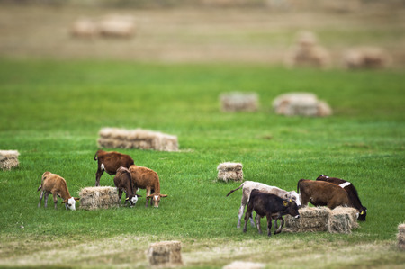 Cows in a Fieldの写真素材