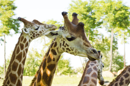 Giraffe Head.の写真素材