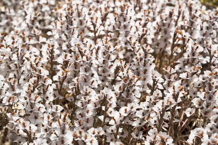 White Flowers