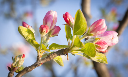 Buds of the flowers of the apple tree.