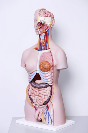 Anatomical model of human body