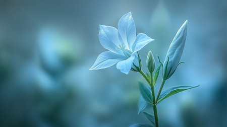 Blue bellflowers on a blue background with space for text.の素材