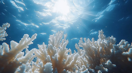 Underwater view of coral reef with sunlight. Underwater world.の素材