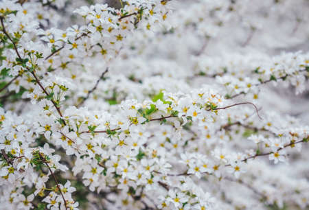Blooming flowers of various colorsの写真素材