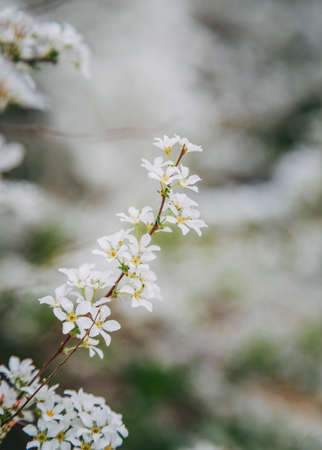 Blooming flowers of various colorsの写真素材