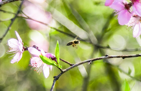 Bees collecting nectar on flowers in spring