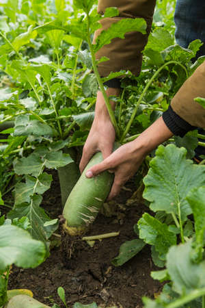 Tianjin Shawo Carrotの写真素材