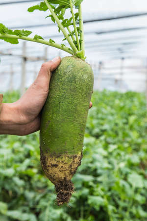 Tianjin Shawo Carrotの写真素材