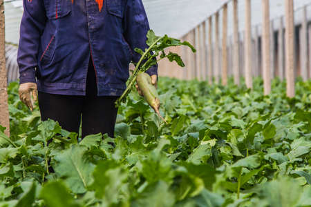 Tianjin Shawo Carrotの写真素材