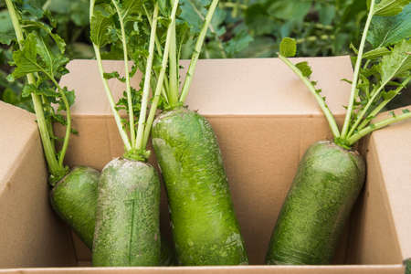 Tianjin Shawo Carrotの写真素材