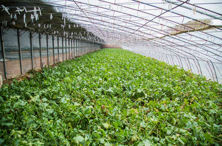 Tianjin Shawo Carrot greenhouse