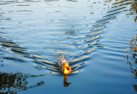 Ducks swimming in the sunsetの写真素材