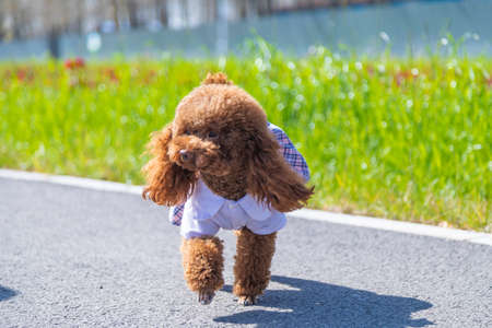 Teddy dog playing outdoorsの写真素材