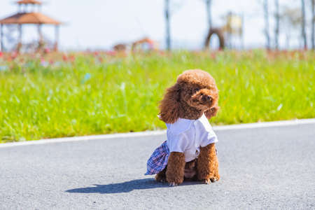 Teddy dog playing outdoorsの写真素材