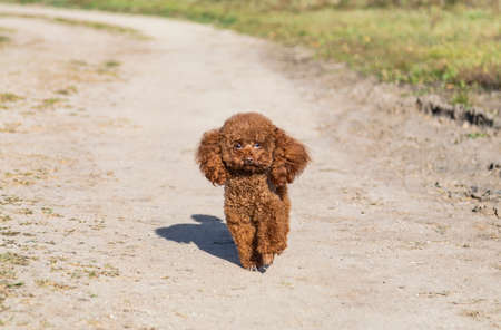 Teddy dog playing outdoorsの写真素材