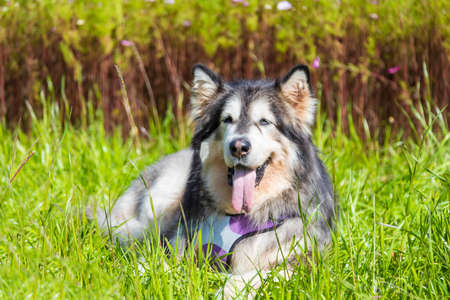 Alaskan dog playing in the wildの写真素材