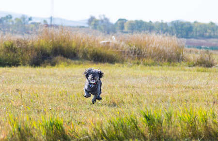 Schnauzer puppy playing outdoorsの写真素材