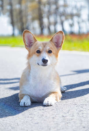 Corgi dog playing outdoorsの写真素材