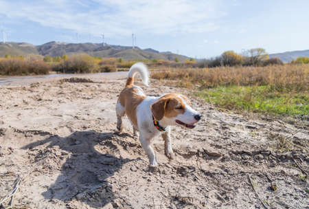Labrador Retriever playing outdoorsの写真素材