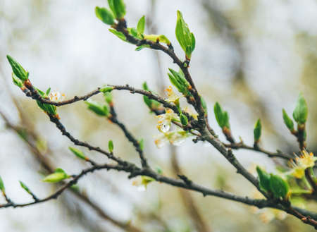 spring flowers bloomの写真素材