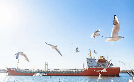 Flocks of flying seagulls at the old wharf in Tianjin Binhai New Areaの写真素材