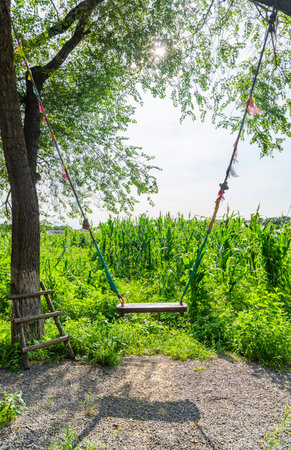 Wooden swing hanging on tree in the green field, stock photoの写真素材