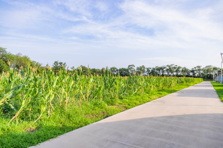 Corn field with walkway and blue sky in the countryside. Natural background.の写真素材