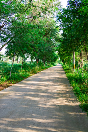 Road in the park at Chiangmai province, Thailand.