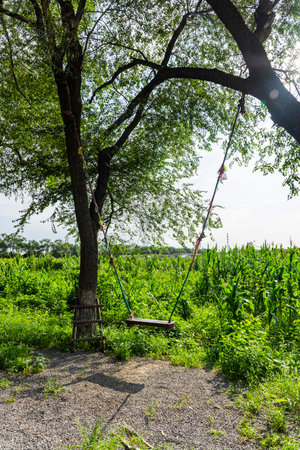 Swing hanging on the tree in the garden at sunny day.の写真素材